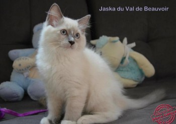 mâle blue point-mitted - 11 semaines - Chatterie Ragdolls du Val de Beauvoir